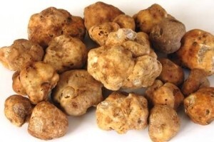 Tartufi povezali Istru i talijansku regiju Marche