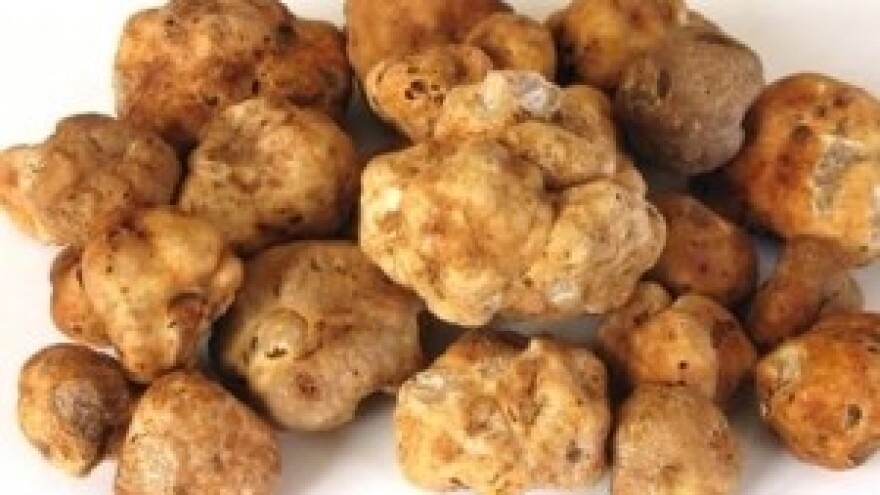 Tartufi povezali Istru i talijansku regiju Marche