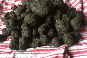 Ministarstvo prodaje zaplenjene tartufe