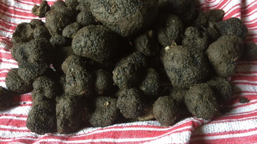 Ministarstvo prodaje zaplenjene tartufe