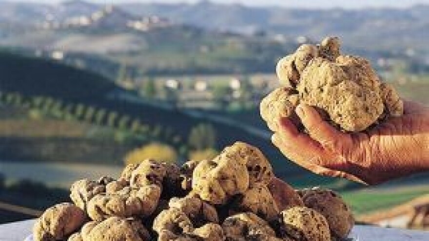 4. TeTa - Festival terana i tartufa