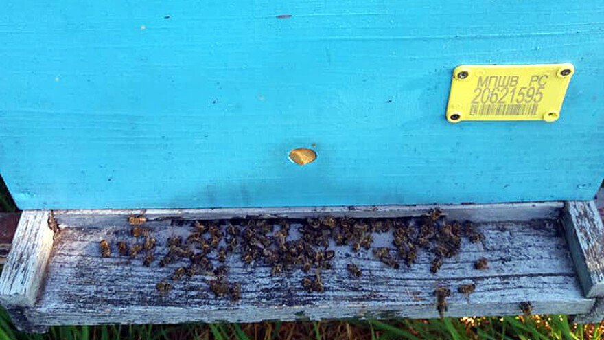 Sivac: Otrovane pčele u 540 košnica