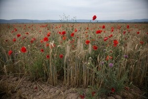 Tavanuša će uništiti hrvatsku poljoprivredu