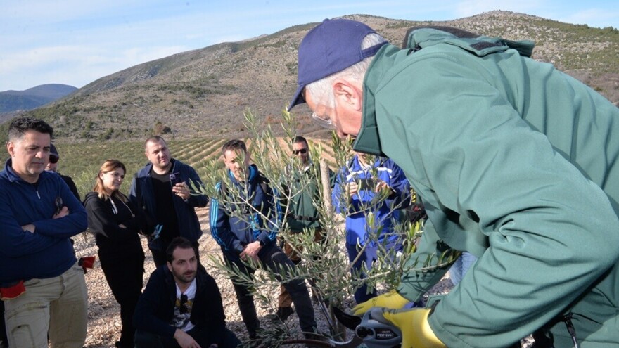 Rezidba maslina: Zadarski stručnjaci "izvezli" polikoničnu vazu i u Hercegovinu