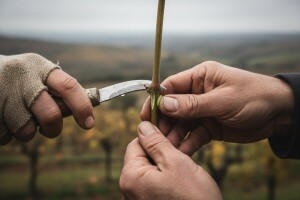 Tečaj cijepljenja i okuliranja voćaka i vinove loze