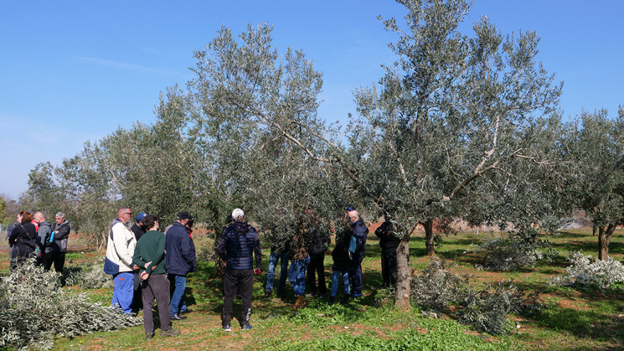 Prijavite se za trodnevni tečaj rezidbe maslina