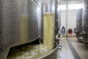 Tehnologija bijelih vina