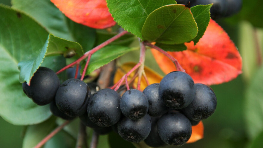 U finalu i tehnološke inovacije u poljoprivredi