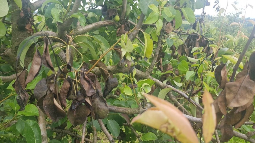 Bakterioza Erwinia ponovo napada voćnjake, zaštite ih duvanom