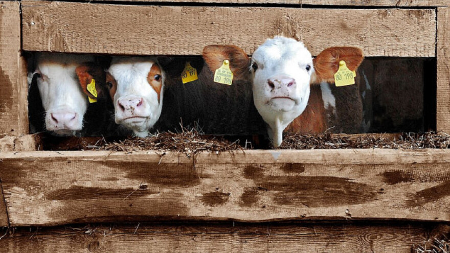 Hoće li izvoz unaprediti naše stočarstvo?