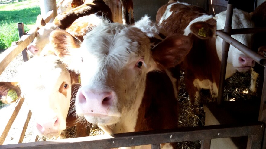 Kad cena junadi više nije problem - već kome je prodati?