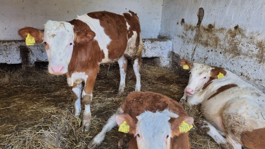 Skuplja telad u Pirotu, prasad u Novom Sadu i jagnjad u Smederevu