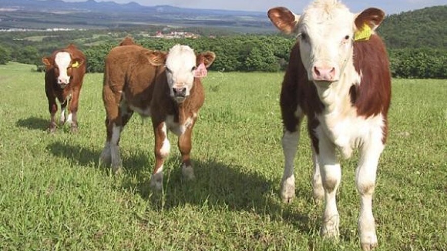 Raič od Čobankovića traži zabranu uvoza mesa