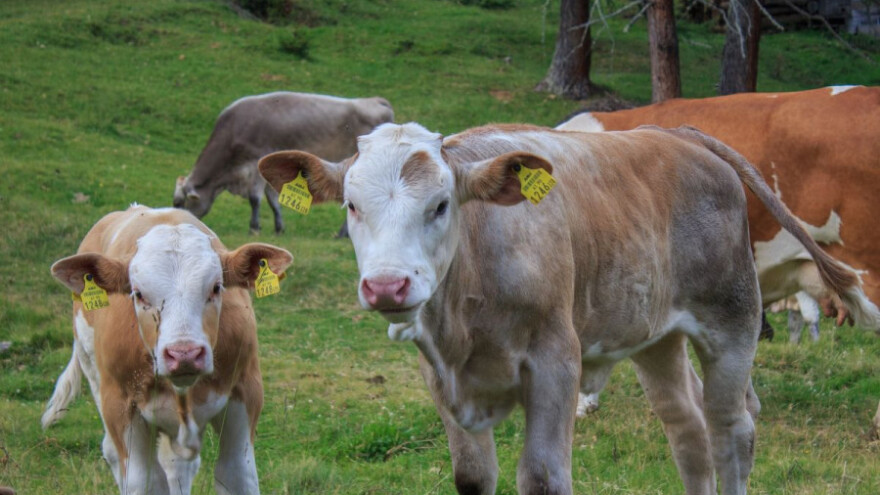 Cijena teladi u prvih šest mjeseci viša za 2% nego 2016.
