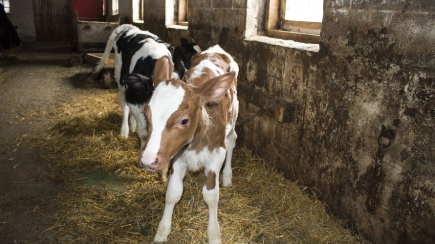 Nema dovoljno teladi, sve što se nudi se proda