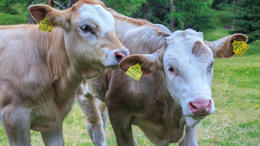 Metoda za unapređenje genetskog potencijala domaćih životinja