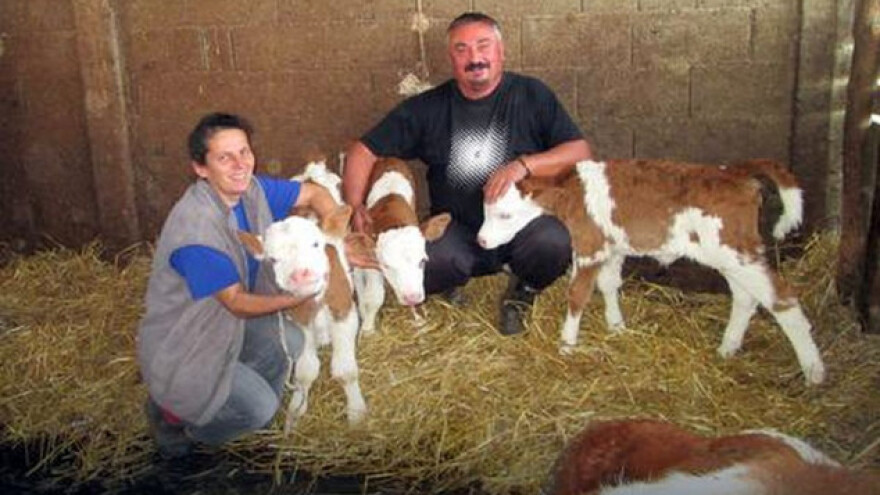 Krava na svijet donijela tri teleta