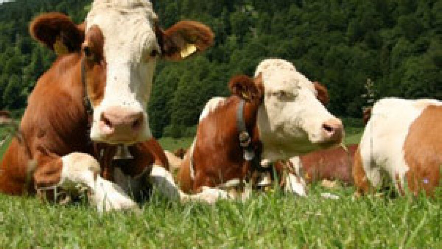 Uvoz cvjeta a domaće meso u bescijenje