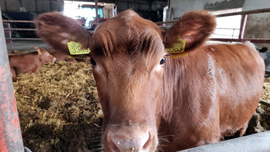 Uz ratarstvo i uzgoj goveda po sistemu krava - tele