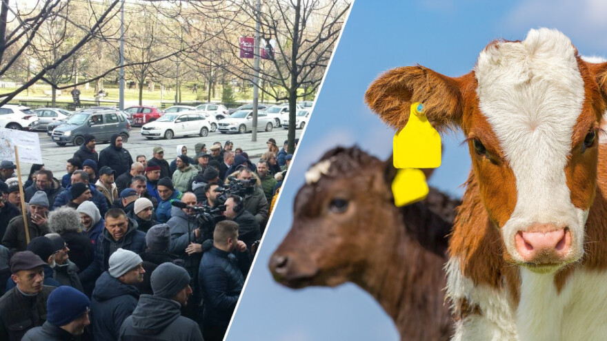 Sa teladima ispred Ministarstva, ako ne odgovore na zahteve stočara