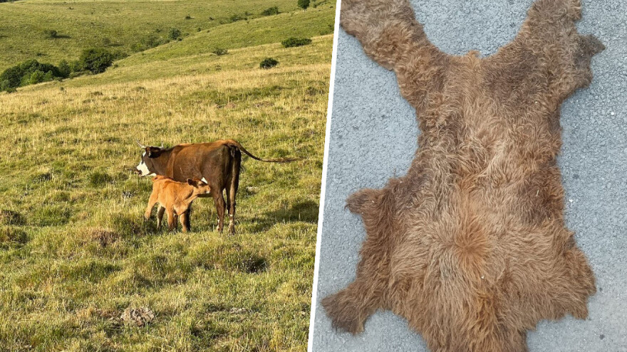 Tešija: Ubijeno mi je tele, odneseno meso, a koža ostavljena, očito kao nekakva poruka