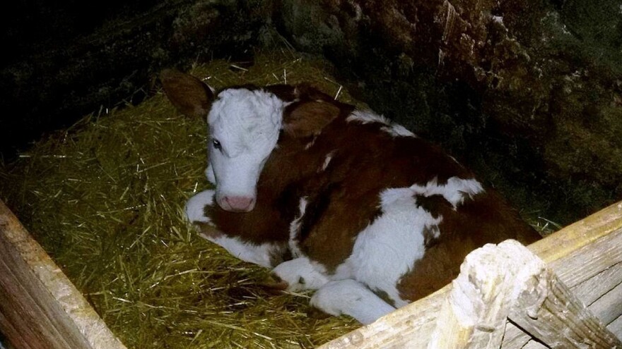 Ruža, Belja i Šaronja - atrakcija u štali Pavlovića