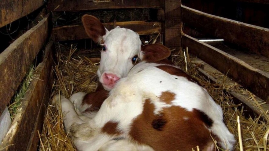 Vatrogasci ugasili požar i otelili kravu