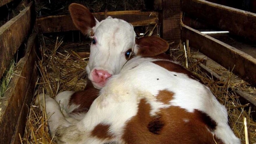 Sterilitet kod krava: 5% ne može ostati steono