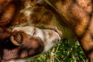 Ishrana teladi u prvim danima i sedmicama života