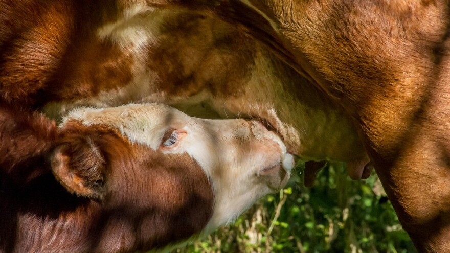 Ishrana teladi u prvim danima i sedmicama života