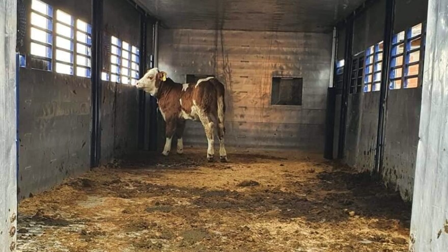 Lijepa vijest iz Strašnika: Tri krave i tele vraćene u obnovljenu štalu Josipa Ivanovića