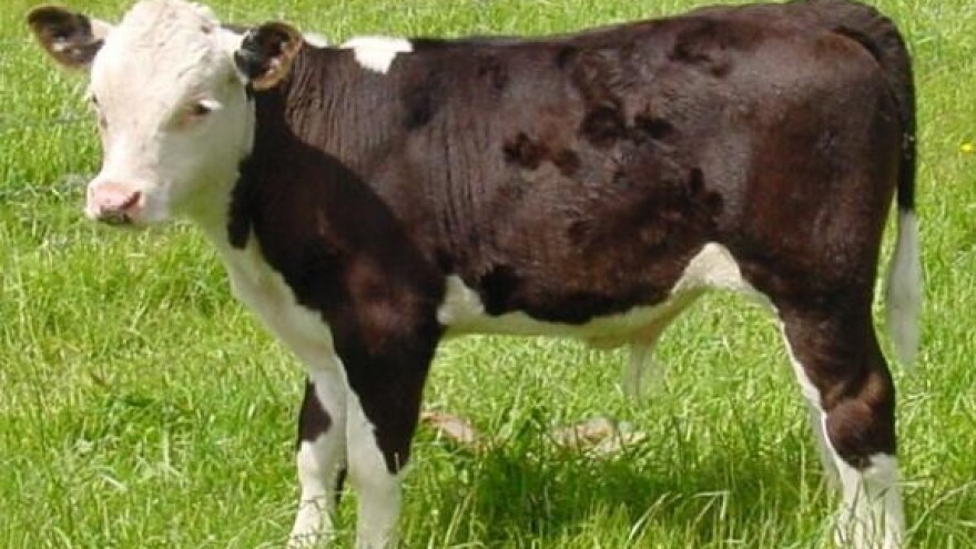 Pleternički stočni sajam