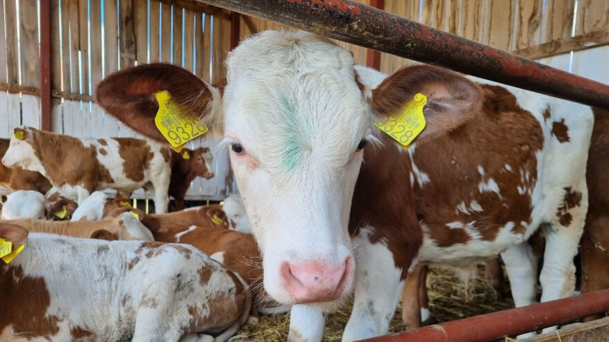 Pada cena teladi u Vranju, prasad skuplja u Šapcu, "paprena" jagnjad u Nišu