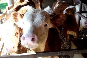 Šta je rješenje "prisilnog" otkupa viška stoke od domaćih farmera?