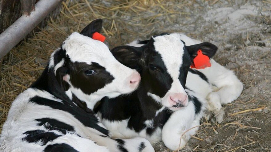 Zašto je dobro držati telad u parovima?