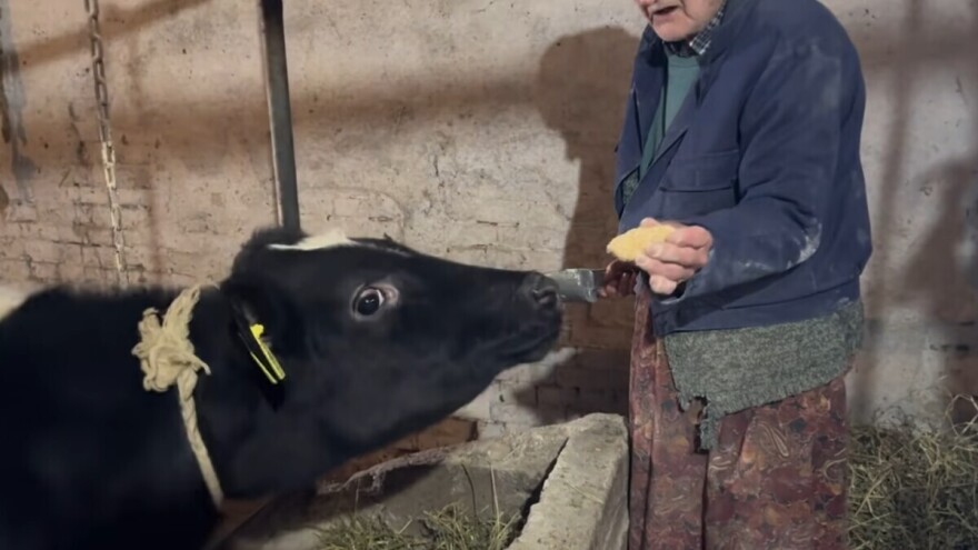 Nadimanje kod teladi rješava svinjska mast?