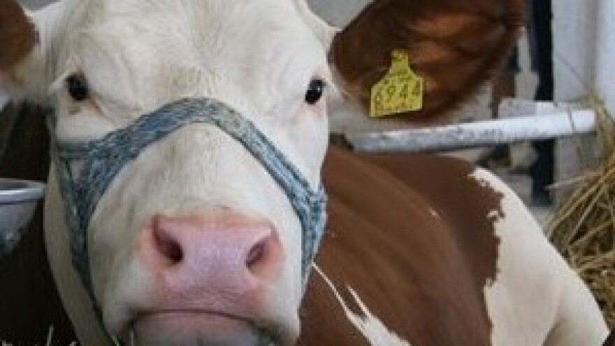 Zajednički Glas za opstanak proizvođača mlijeka