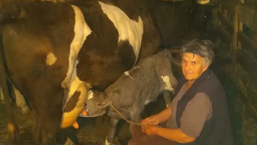 Tele ljubičaste boje na Zlatiboru!