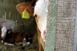 Pijesak umjesto slame - prostirka za krave