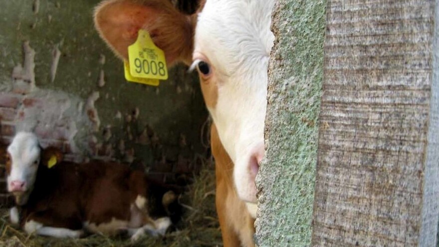 Pesak umesto slame prostirka za krave