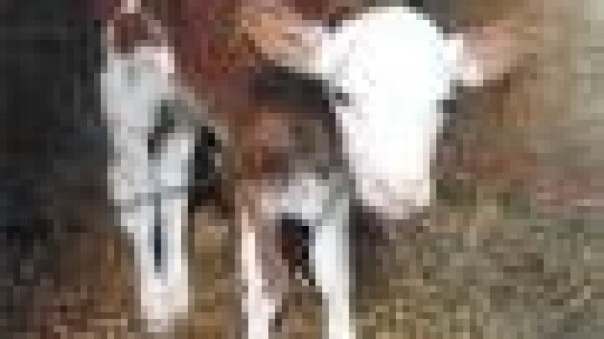 Prvo tele iz embrio-transfera u Vrbovcu