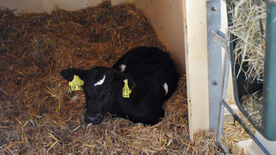 Kako smanjiti smrtnost teladi u mliječnom govedarstvu?