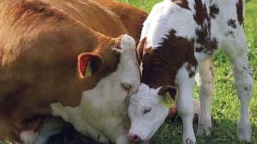 Kupite telića putem internetske aplikacije