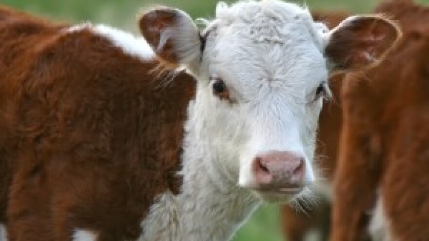 Kreće izvoz hrvatske junetine u Libiju