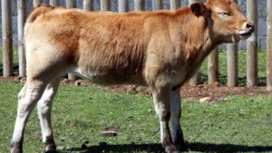 Zbog Jakovine umalo ostali bez junadi od 1,5 mil. eura