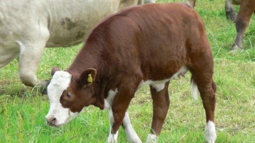 U čemu se krije lepota biodinamičke poljoprivrede?