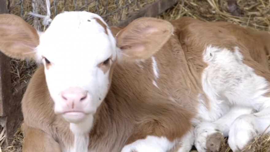 Ratarstvo i stočarstvo ne mogu odvojeno