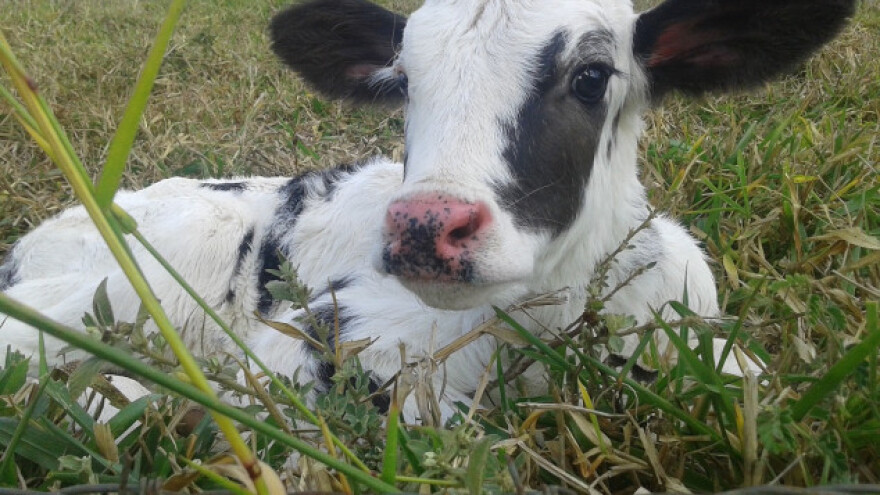 Iz štale ukrali tele staro samo 12 dana