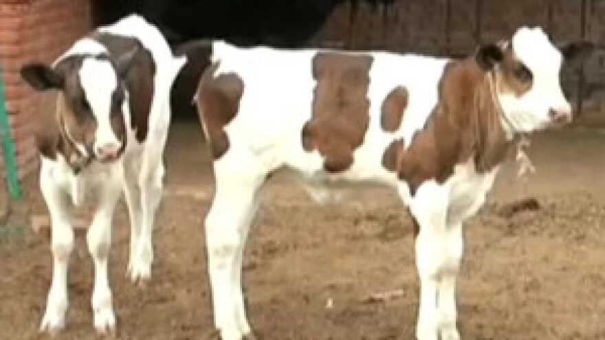 Biste li vi pili mlijeko ove klonirane krave?