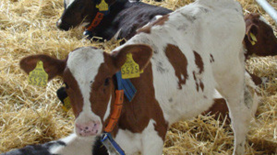 Investicijski zamah beljskog stočarstva